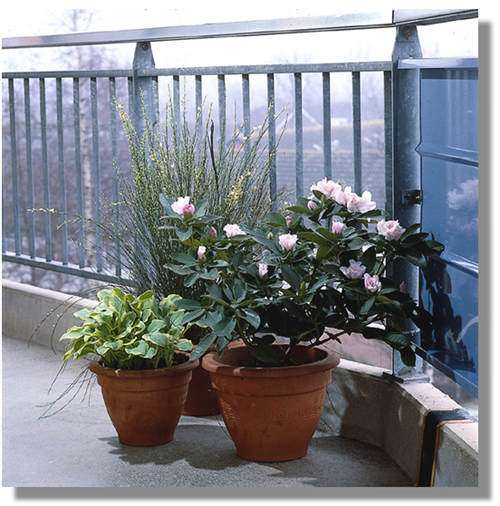 Vrolijke planten op het voorjaarsbalkon