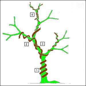 Hoe maak ik zelf een bonsai?