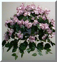 Bougainvilla