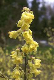 Corylopsis pauciflora