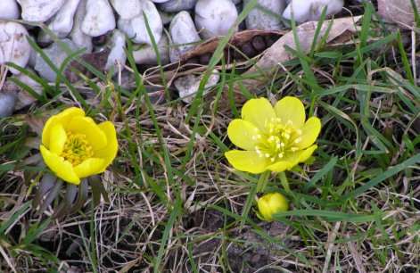 Eranthis hyemalis