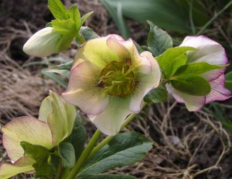 Helleborus, abrikooskleurig, gespikkeld hart