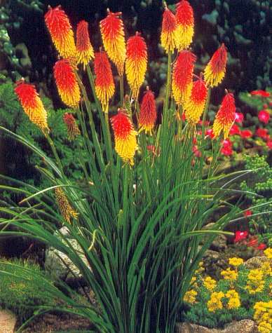 Vuurpijl (Kniphofia uvaria), zie www.Bakker-hillegom.nl