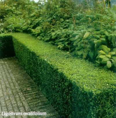 Hagen zijn noodzakelijk om een behaaglijke tuin te bekomen