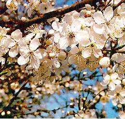 Einde april verschijnen talrijke witte bloemen aan de mirabellenboom