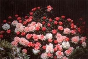 Rhododendron yakushimanum (1 m, met roze bloemen die naar wit verkleuren)