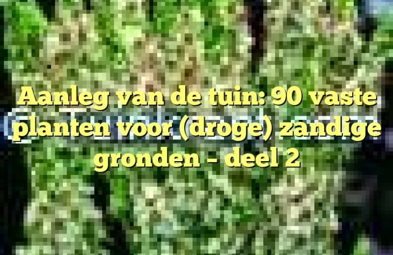 Aanleg van de tuin: 90 vaste planten voor (droge) zandige gronden – deel 2