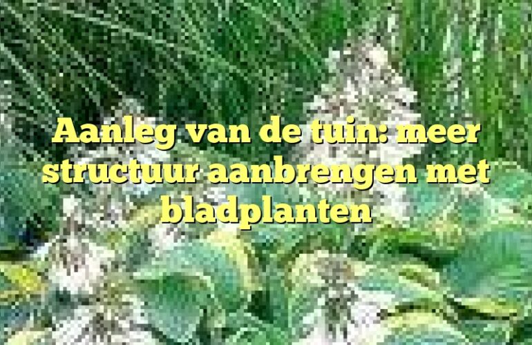 Aanleg van de tuin: meer structuur aanbrengen met bladplanten