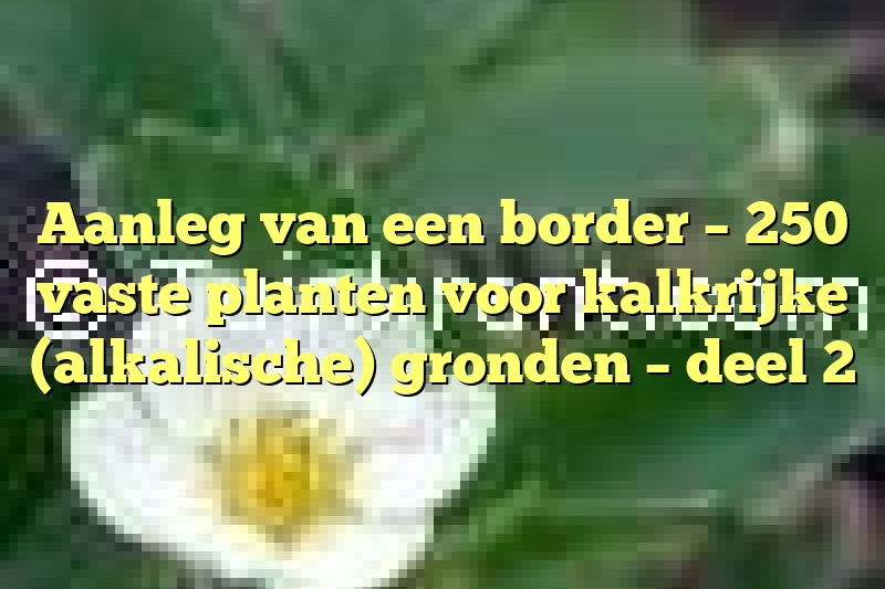 Aanleg van een border – 250 vaste planten voor kalkrijke (alkalische) gronden – deel 2