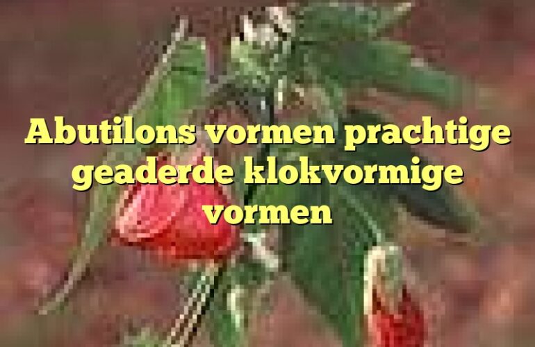 Abutilons vormen prachtige geaderde klokvormige vormen