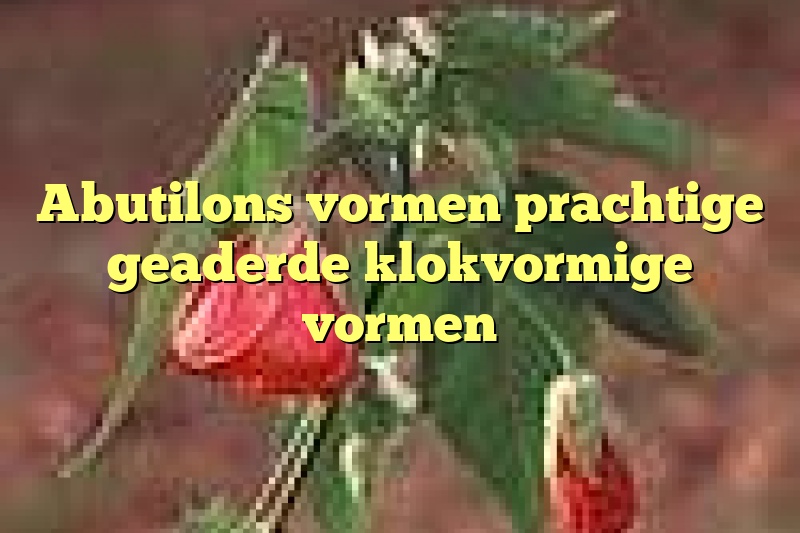 Abutilons vormen prachtige geaderde klokvormige vormen