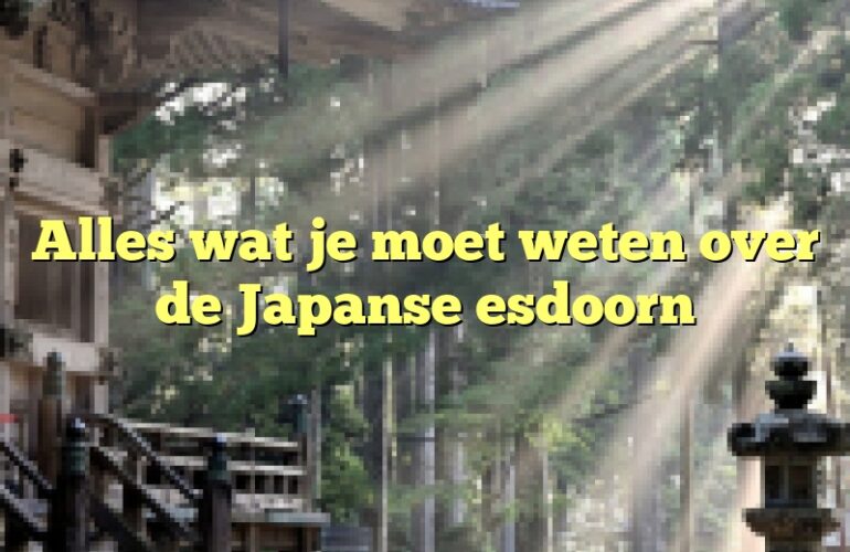 Alles wat je moet weten over de Japanse esdoorn