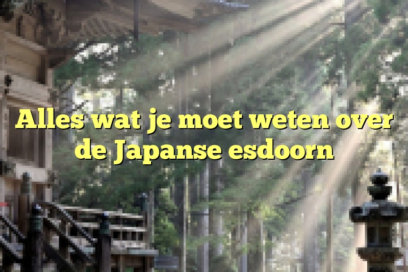 Alles wat je moet weten over de Japanse esdoorn