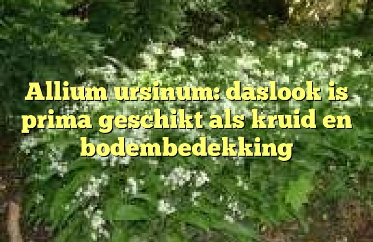 Allium ursinum: daslook is prima geschikt als kruid en bodembedekking