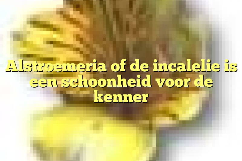 Alstroemeria of de incalelie is een schoonheid voor de kenner