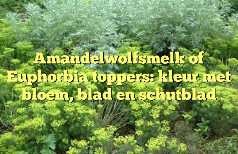 Amandelwolfsmelk of Euphorbia toppers: kleur met bloem, blad en schutblad