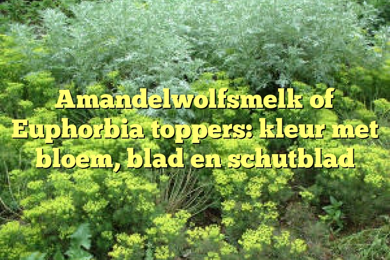 Amandelwolfsmelk of Euphorbia toppers: kleur met bloem, blad en schutblad