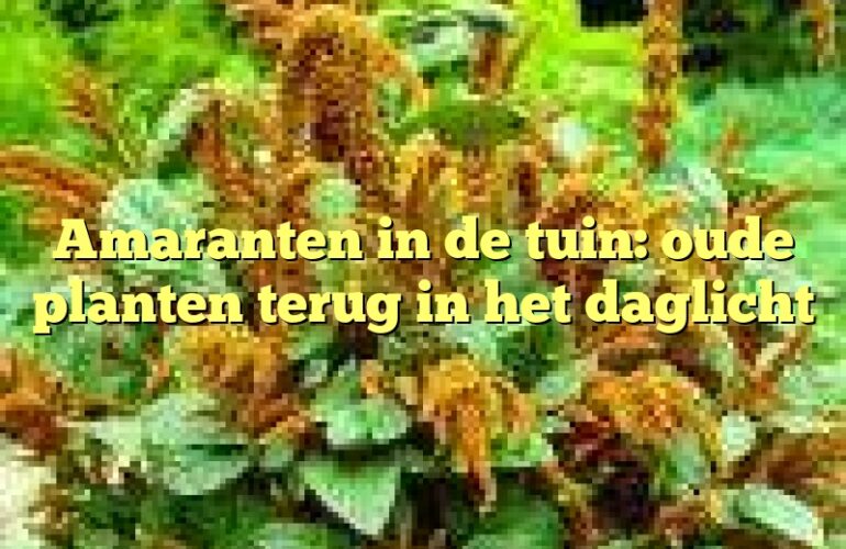 Amaranten in de tuin: oude planten terug in het daglicht