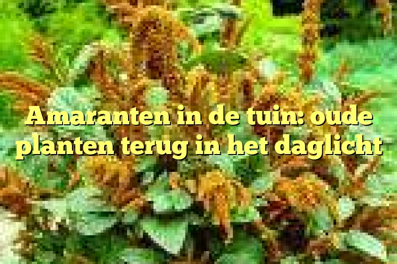 Amaranten in de tuin: oude planten terug in het daglicht