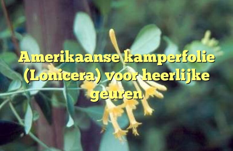 Amerikaanse kamperfolie (Lonicera) voor heerlijke geuren