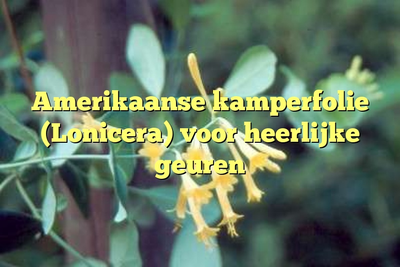 Amerikaanse kamperfolie (Lonicera) voor heerlijke geuren