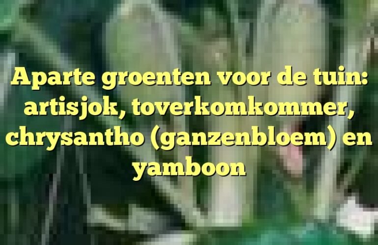 Aparte groenten voor de tuin: artisjok, toverkomkommer, chrysantho (ganzenbloem) en yamboon