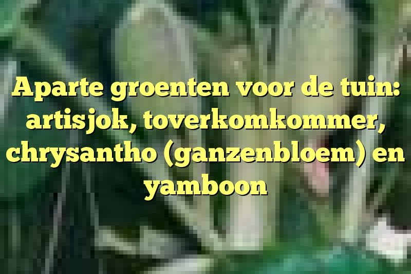 Aparte groenten voor de tuin: artisjok, toverkomkommer, chrysantho (ganzenbloem) en yamboon