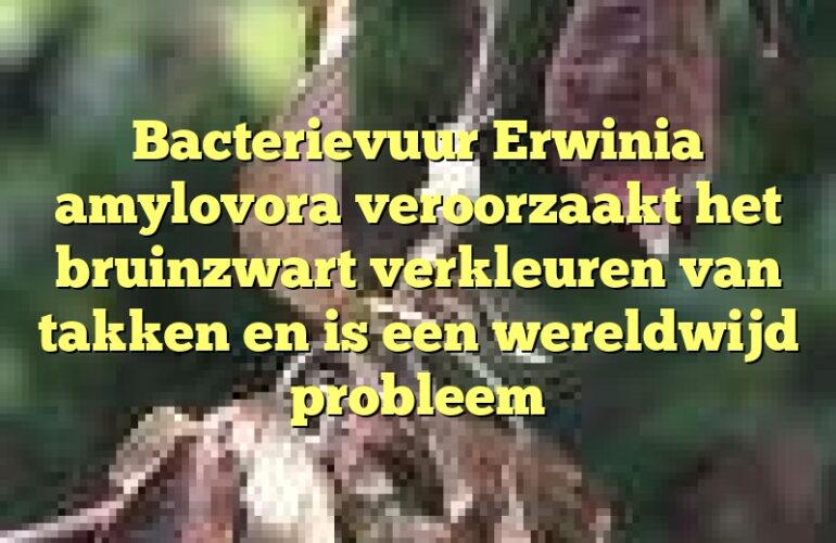 Bacterievuur Erwinia amylovora veroorzaakt het bruinzwart verkleuren van takken en is een wereldwijd probleem