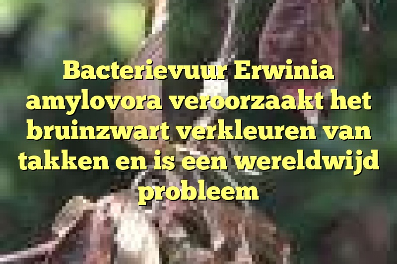 Bacterievuur Erwinia amylovora veroorzaakt het bruinzwart verkleuren van takken en is een wereldwijd probleem