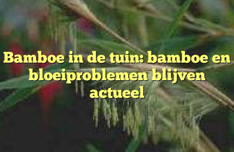 Bamboe in de tuin: bamboe en bloeiproblemen blijven actueel