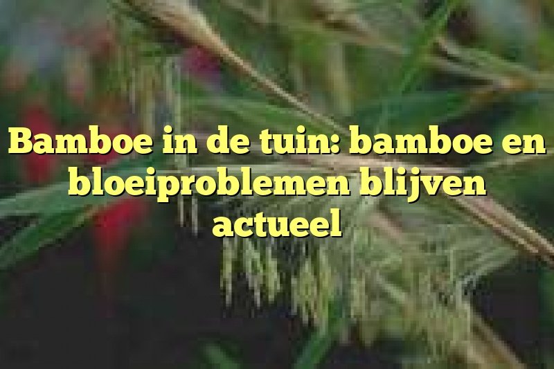 Bamboe in de tuin: bamboe en bloeiproblemen blijven actueel