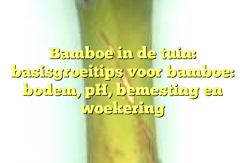 Bamboe in de tuin: basisgroeitips voor bamboe: bodem, pH, bemesting en woekering