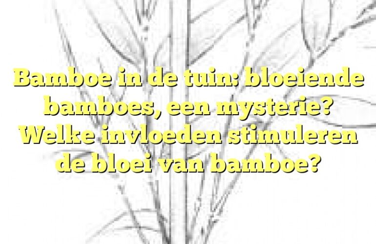 Bamboe in de tuin: bloeiende bamboes, een mysterie? Welke invloeden stimuleren de bloei van bamboe?