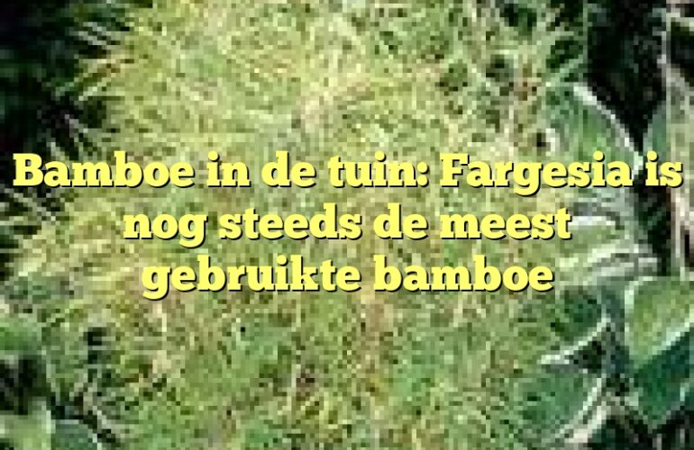 Bamboe in de tuin: Fargesia is nog steeds de meest gebruikte bamboe