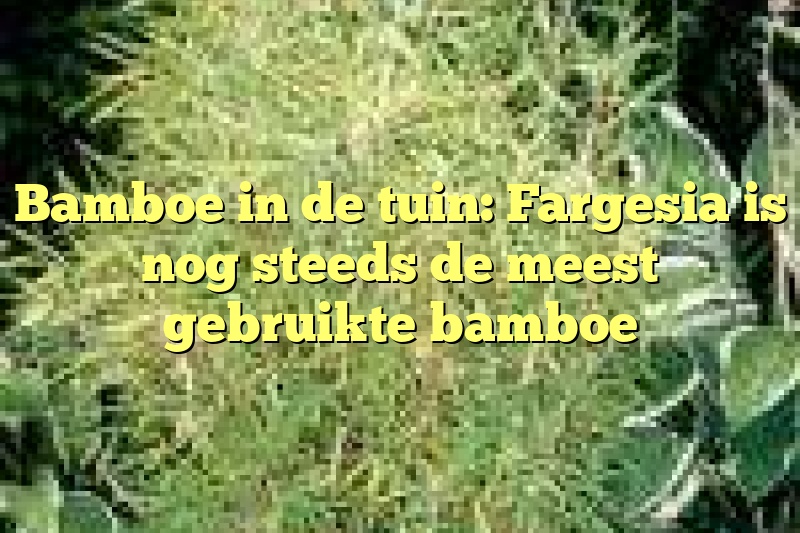 Bamboe in de tuin: Fargesia is nog steeds de meest gebruikte bamboe