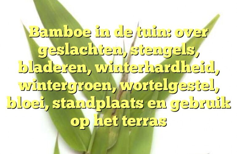 Bamboe in de tuin: over geslachten, stengels, bladeren, winterhardheid, wintergroen, wortelgestel, bloei, standplaats en gebruik op het terras