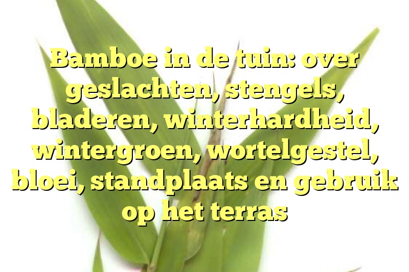 Bamboe in de tuin: over geslachten, stengels, bladeren, winterhardheid, wintergroen, wortelgestel, bloei, standplaats en gebruik op het terras