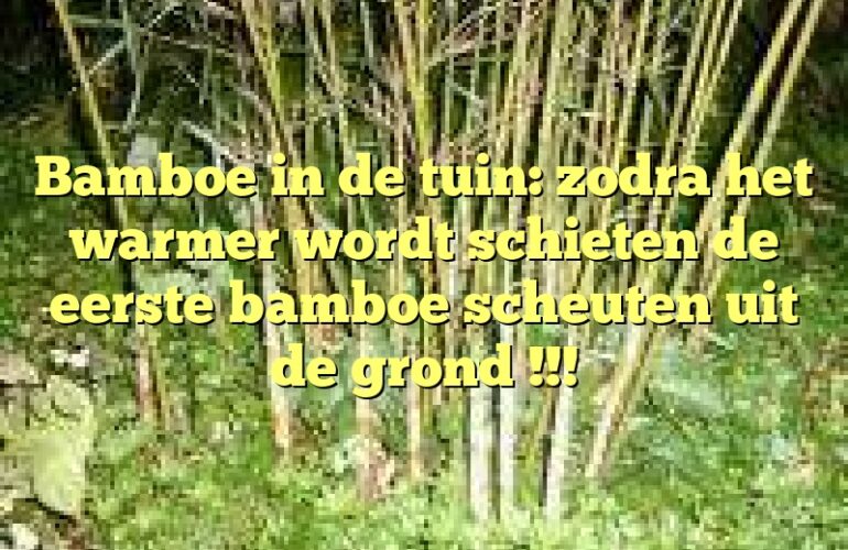 Bamboe in de tuin: zodra het warmer wordt schieten de eerste bamboe scheuten uit de grond !!!