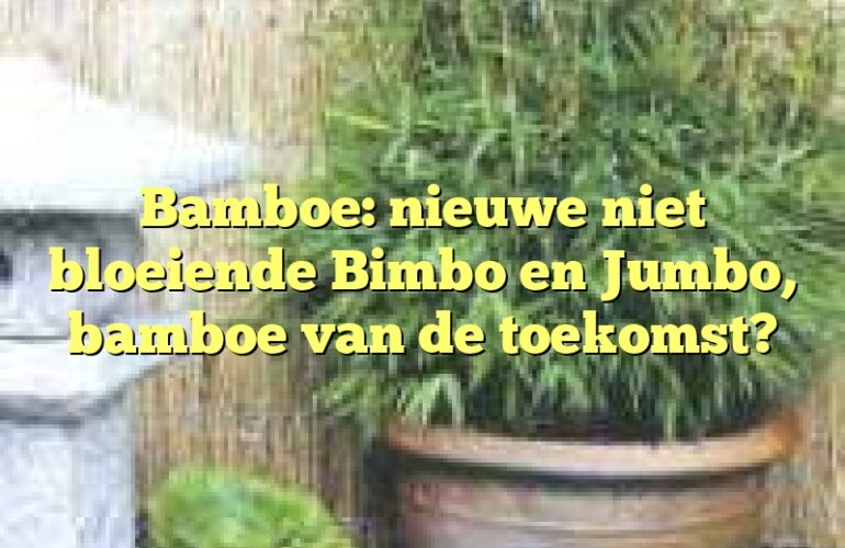 Bamboe: nieuwe niet bloeiende Bimbo en Jumbo, bamboe van de toekomst?