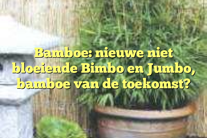 Bamboe: nieuwe niet bloeiende Bimbo en Jumbo, bamboe van de toekomst?