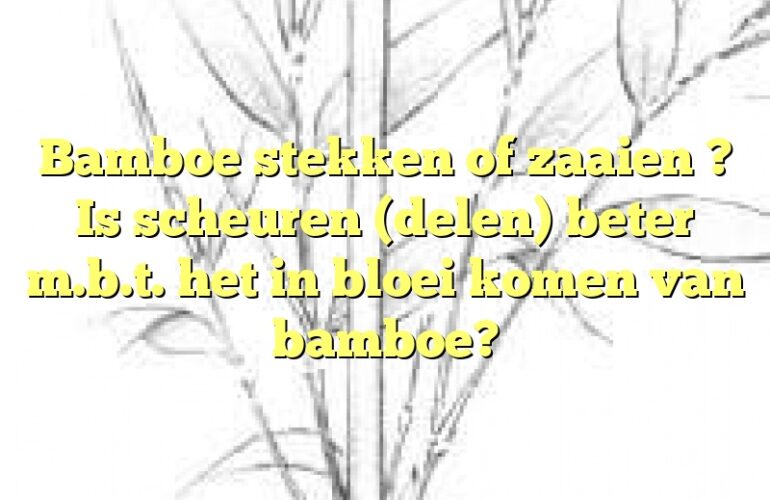 Bamboe stekken of zaaien ? Is scheuren (delen) beter m.b.t. het in bloei komen van bamboe?