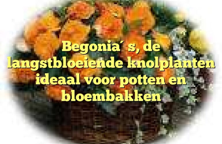 Begonia´s, de langstbloeiende knolplanten ideaal voor potten en bloembakken