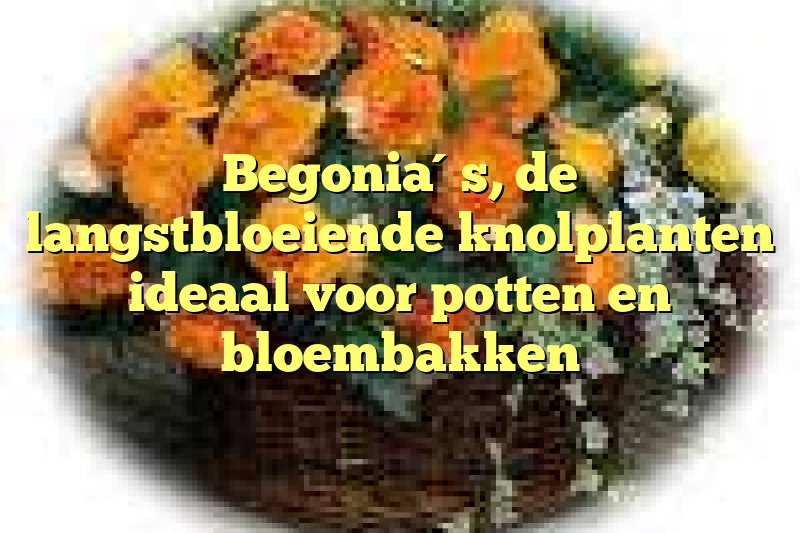 Begonia´s, de langstbloeiende knolplanten ideaal voor potten en bloembakken