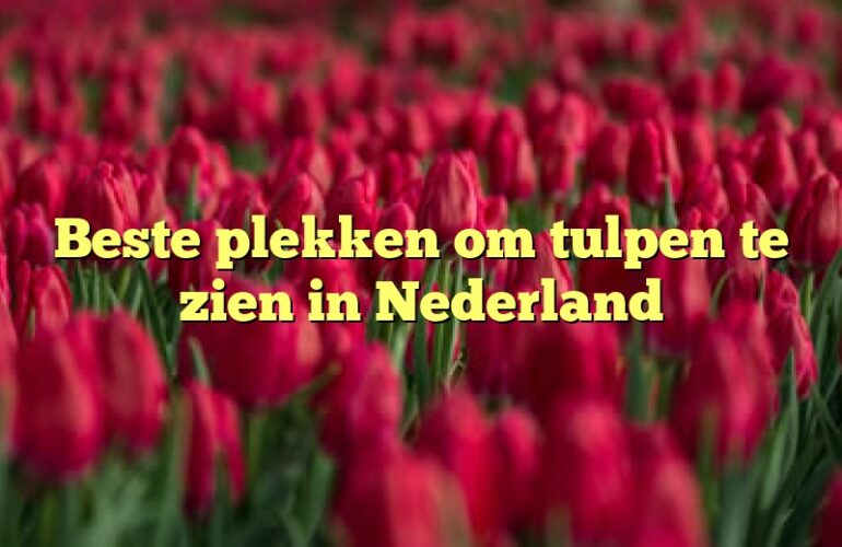 Beste plekken om tulpen te zien in Nederland