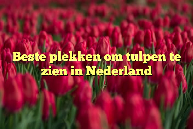 Beste plekken om tulpen te zien in Nederland