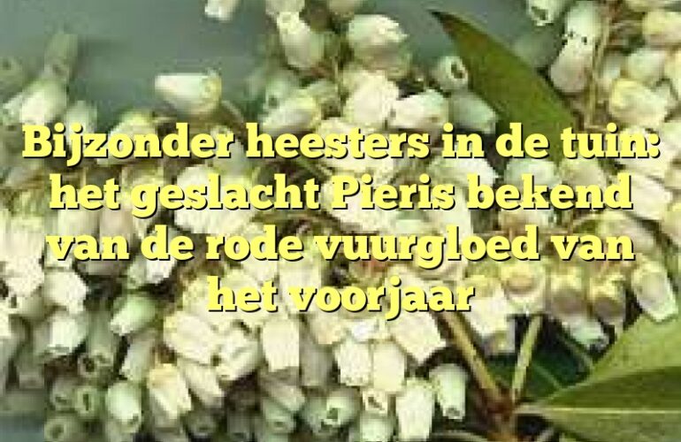 Bijzonder heesters in de tuin: het geslacht Pieris bekend van de rode vuurgloed van het voorjaar