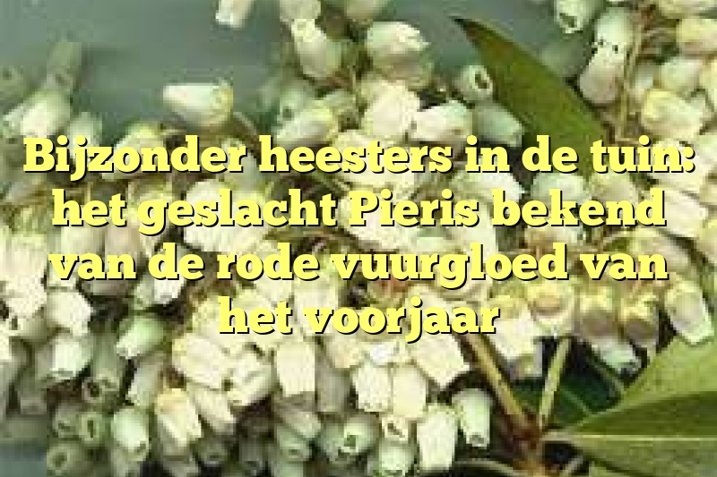 Bijzonder heesters in de tuin: het geslacht Pieris bekend van de rode vuurgloed van het voorjaar