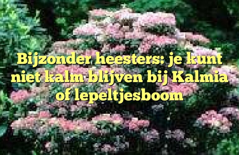 Bijzonder heesters: je kunt niet kalm blijven bij Kalmia of lepeltjesboom