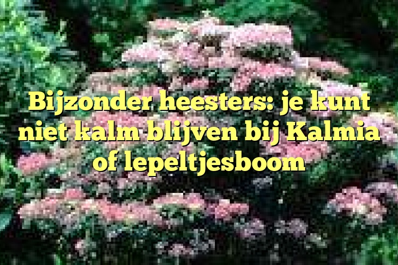 Bijzonder heesters: je kunt niet kalm blijven bij Kalmia of lepeltjesboom