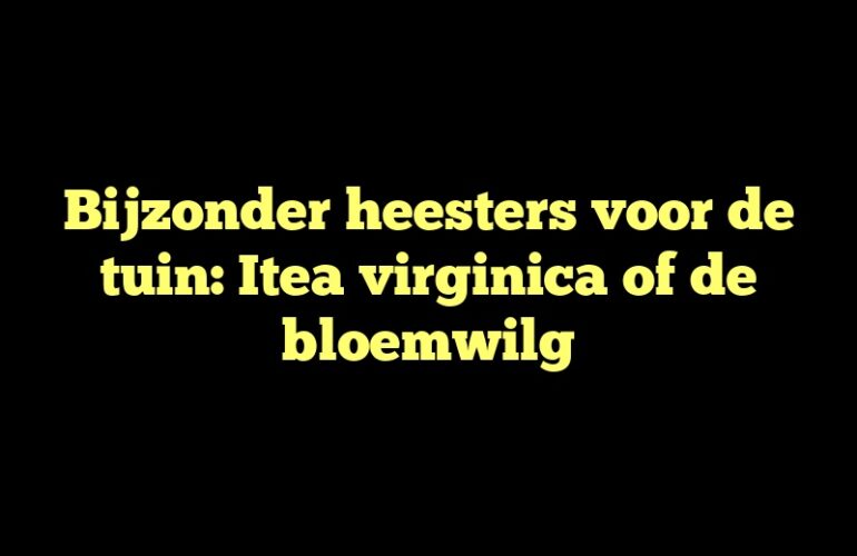 Bijzonder heesters voor de tuin: Itea virginica of de bloemwilg